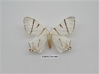 藏品(尺蛾335)的圖片